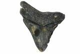 Bargain, Fossil Megalodon Tooth #153831-1